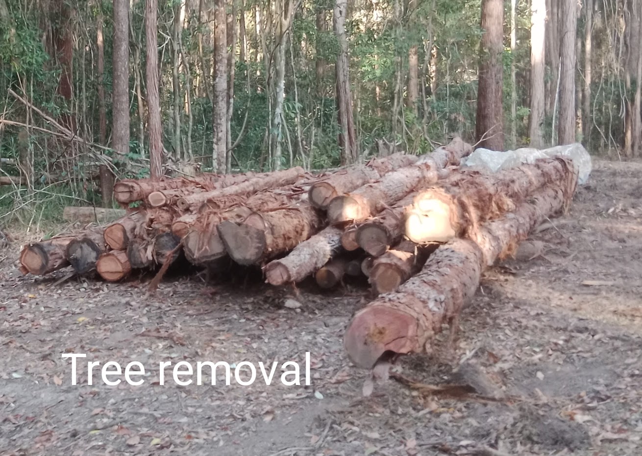 Tree Removal